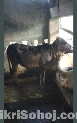 অস্ট্রেলিয়ান জাতের একটি বকনা বাছুর বিক্রয় করা হবে